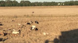 Wedge Tail Eagle [upl. by Ekalb]