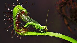 Top 20 Carnivorous Plants That Eat Animals [upl. by Amena]