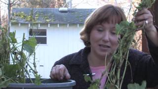 Gardening Tips  Transplanting Hollyhocks [upl. by Legra]