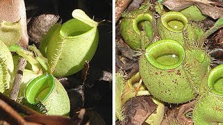 INCREDIBLE Carnivorous Plant Species [upl. by Nedak]