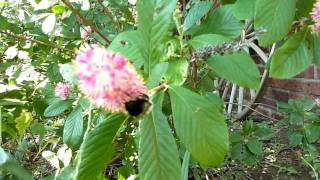 Clethra alnifolia quotruby spicequot Summer Sweet [upl. by Samtsirhc208]