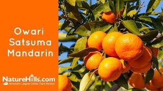 Owari Satsuma Mandarin  NatureHillscom [upl. by Barcroft]