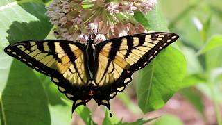 Eastern Tiger Swallowtail butterfly  Papilio glaucus Linnaeus [upl. by Rachel70]