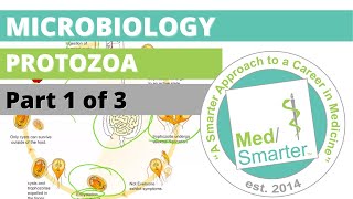 Protozoa  Microbiology  USMLE STEP 1  Part 1 of 3 [upl. by Ninos847]