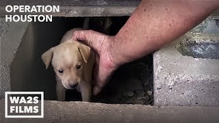 Houston Dog Rescuers Save Homeless Puppies From Under House  Hope For Dogs [upl. by Fiore672]