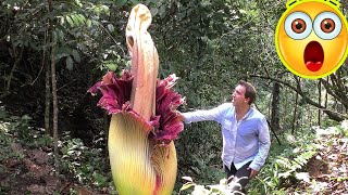 10 Carnivorous Plants Eat Everything From Insects to Mammals [upl. by Bonnie5]