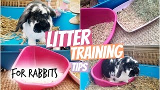 Litter Training Tips For Rabbits  RosieBunneh [upl. by Damahom]