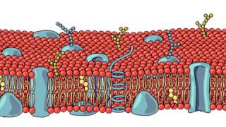 La membrana cellulare [upl. by Bayless788]