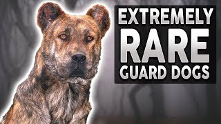 10 EXTREMELY RARE Guard Dog Breeds [upl. by Malanie]