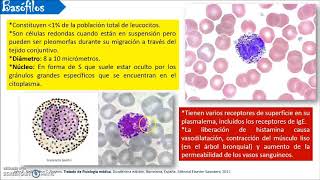 CLASIFICACIÓN DE LEUCOCITOS [upl. by Meenen333]