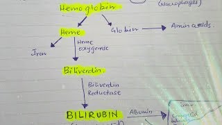 Bilirubin metabolism [upl. by Minny157]