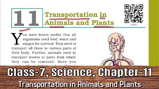 Class 7 Science Chapter 11  NCERT  Transportation in Animals and Plants [upl. by Ingmar]