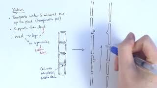 AS Biology  Transport systems in plants OCR A Chapter 91 [upl. by Nurav]