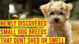 10 Newly Discovered Small Dog Breeds That Dont Shed Or Smell [upl. by Eseuqcaj]