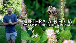 Summersweet  Fragrant Pollinators Fall Color Native  Clethra Alnifolia [upl. by Seabrook]