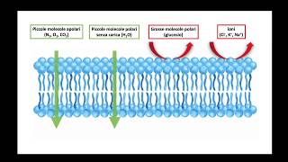 Trasporti di membrana  classificazione [upl. by Esinnej]