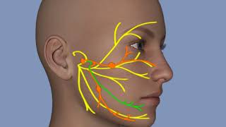 Understanding Facial Palsy [upl. by Helbonna]