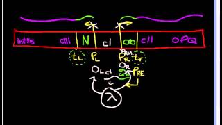 Lytic v Lysogenic Cycles of Bacteriophages [upl. by Bran]