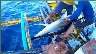 AMAZING TRADITIONAL TUNA FISHING in the PHILIPPINES  HANDLINE FISHING Filipino tuna fishing [upl. by Seek586]