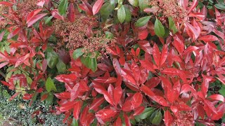 Photinia red robin spring or summer trim  prune [upl. by Nnod795]