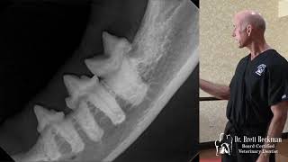 How to Properly Identify Tooth Resorption in Cats [upl. by Sarilda248]