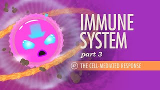 Immune System Part 3 Crash Course Anatomy amp Physiology 47 [upl. by Godewyn]