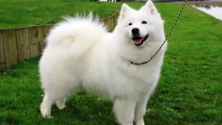 Giant Spitz  medium size dog breed [upl. by Maloy]