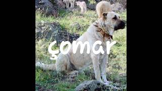 KANGAL köpek isimleri [upl. by Llerad]