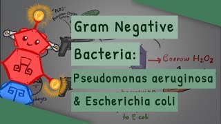 Escherichia coli E coli Gram negative rodshaped bacteria [upl. by Naloc]