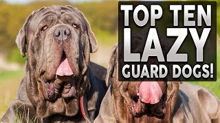 TOP 10 GUARD DOGS FOR LAZY PEOPLE [upl. by Amihsat]