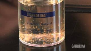 How to Care for Daphnia [upl. by Etnaud634]