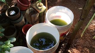 How to grow Green Water Algae [upl. by Nichole]