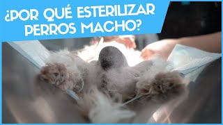 ¿POR QUÉ ESTERILIZAR A LOS PERROS MACHO 🥚 🥚 Veterinario Online [upl. by Launam594]