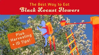 How to Forage and Identify Edible Black Locust Flowers Robinia pseudoacacia [upl. by Hullda]