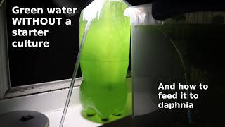 Green Water WITHOUT a Starter Culture  From Scratch  How To [upl. by Galasyn]