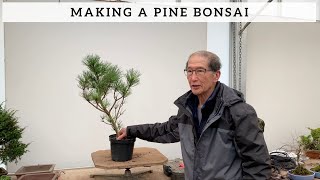 How To Make A Pine Bonsai [upl. by Cenac]