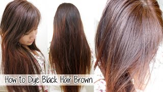 How to Dye Hair from Black to Brown Without Bleach l Loreal HiColor Vanilla Champagne [upl. by Drud]