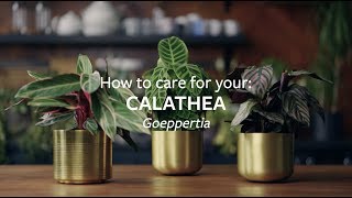 How to care for your Calathea  Grow at Home  RHS [upl. by Akyeluz]