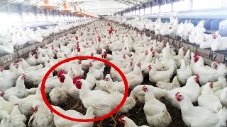 How to Start Chicken Farm Business  Organic Broiler Poultry Farming of Chickens amp Goats [upl. by Ynnub197]