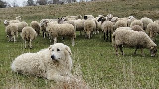 Maremma Sheepdogs  Fearless Flock Guardians [upl. by Stag]