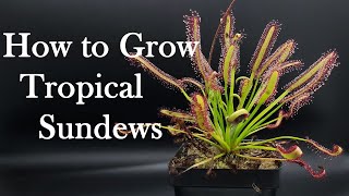 Growing Carnivorous Plants E4 Tropical Sundews [upl. by Alyworth474]