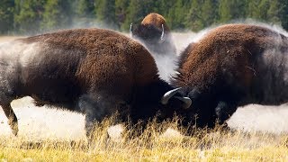 Combat de bisons impressionnant  ZAPPING SAUVAGE [upl. by Bonner]