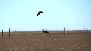 WedgeTailed Eagle Attacks Kangaroo in Sleaford South Australia [upl. by Rednael698]