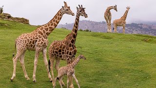 Welcome to the San Diego Zoo Safari Park [upl. by Aicnetroh]