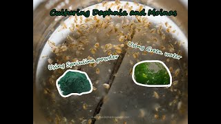 How To Culture Daphnia and Moinas using Green Water Spirulina powder [upl. by Htebasil]