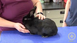 Exam Tips for Handling Rabbits [upl. by Manara444]