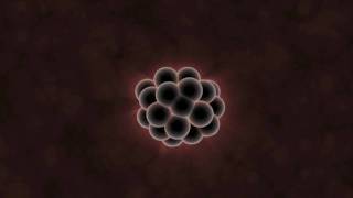 What Can Embryos Tell Us About Evolution [upl. by Ativel]