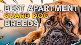 Top 10 Guard Dog Breeds For Apartments [upl. by Attevaj]