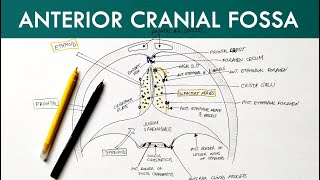 Anterior Cranial Fossa  Anatomy Tutorial [upl. by Inglebert]