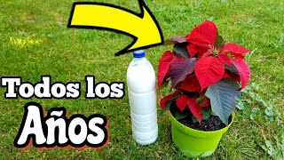 COMO tener Flores de Pascua Todo el año con estos Trucos Cuidar poinsettia planta de navidad [upl. by Ttessil]